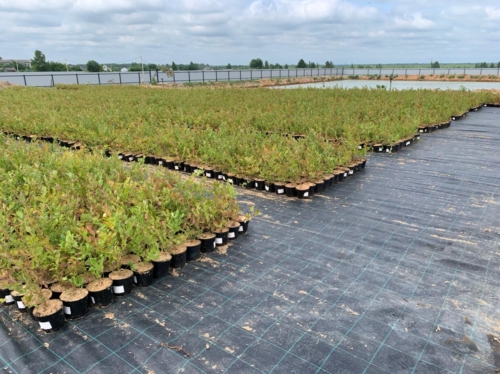 RPC Group of Companies opens the largest blueberry nursery in Russia