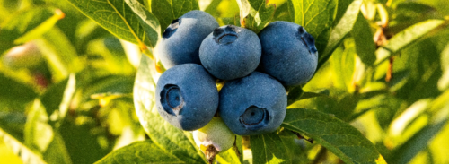选择蓝莓、蓝莓、蔓越莓 蓝莓，蓝莓，蔓越莓
