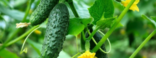 Soil for cucumbers, zucchini, pumpkin